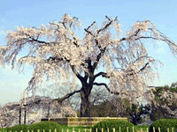 円山公園の桜