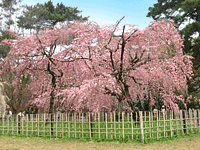 京都御所・桜