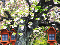 六孫王神社の桜